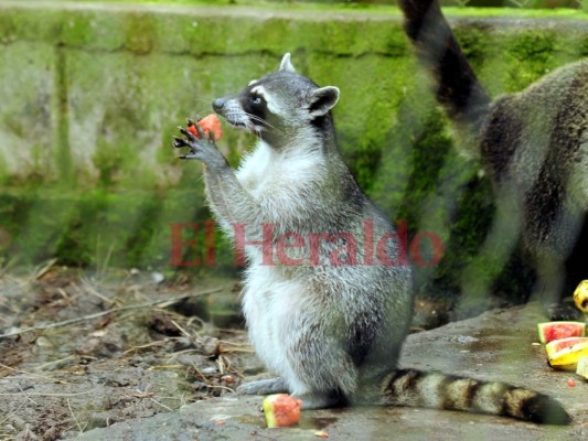 Fotos: Cautivadora, así es la fauna albergada en el zoológico Rosy Walther de la capital