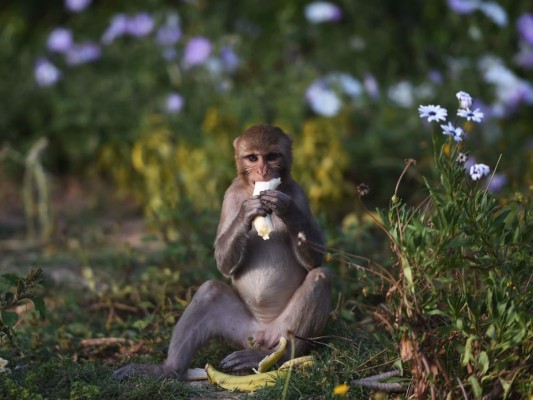 FOTOS: Mientras India está confinada, los animales salen a las calles