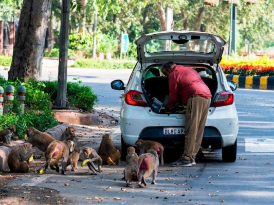 FOTOS: Mientras India está confinada, los animales salen a las calles