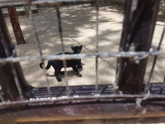 Así fue el decomiso de animales en Little French Key, Roatán