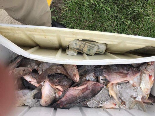 Así era transportada fuerte cantidad de dólares en un hielera llena de pescado