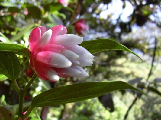 Biósfera de San Marcos de Colón y su cautivadora belleza natural que adorna Honduras