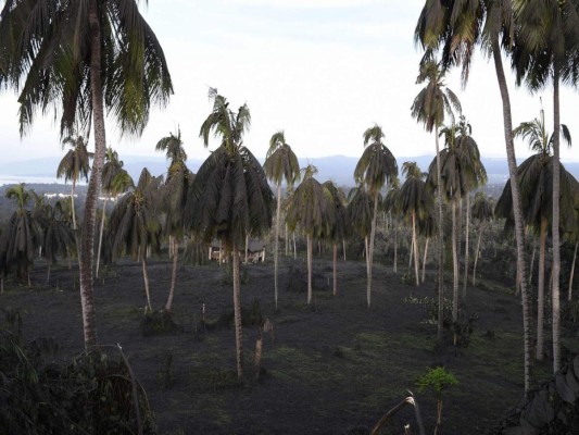 FOTOS: Salvan los 'árboles dinosaurios' del fuego en Australia