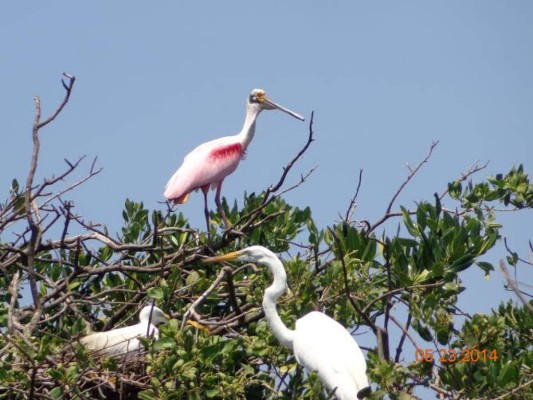 Aves adornan el mar pacífico