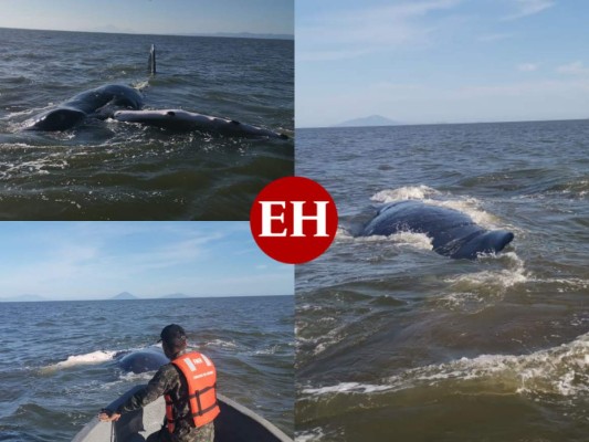 FOTOS: El impresionante rescate de una ballena en Punta Condega