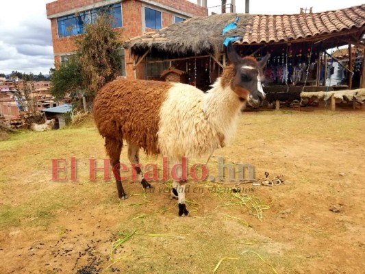 Así es Machu Picchu, la belleza de las montañas en Perú