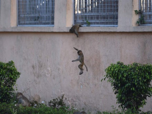 FOTOS: Mientras India está confinada, los animales salen a las calles