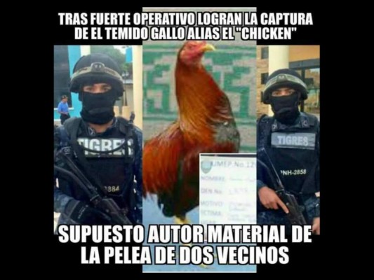 Memes: Hondureños se burlan por caso de gallo preso