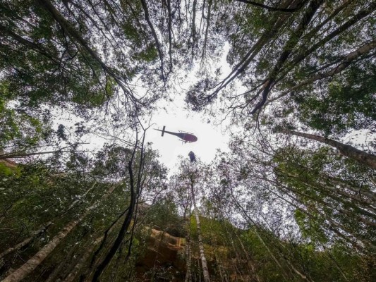 FOTOS: Salvan los 'árboles dinosaurios' del fuego en Australia