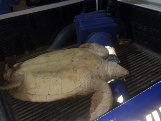 Del cautiverio a su hábitat: la liberación de una tortuga en peligro de extinción en Colón