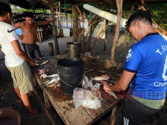 Entre el acoso de otros países y el olvido de Honduras: así trabajan los pescadores del Golfo de Fonseca