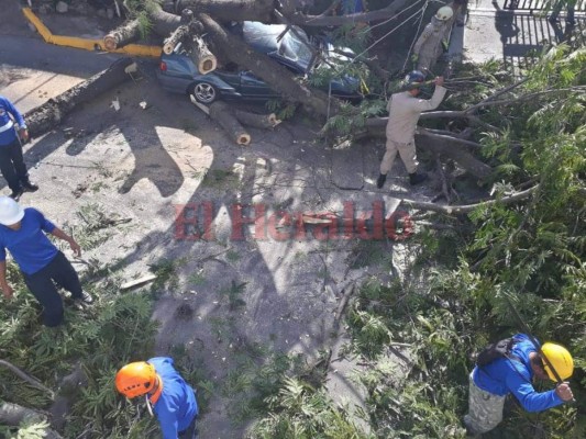 FOTOS: Árbol aplastó vehículo en la colonia Tepeyac de la capital