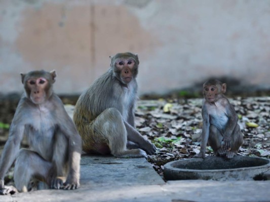 FOTOS: Mientras India está confinada, los animales salen a las calles