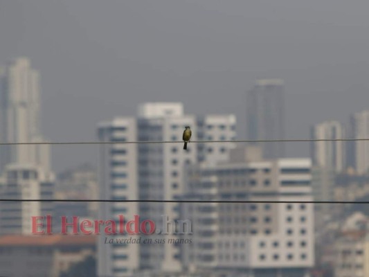 FOTOS: La capital se viste de gris por el humo que dejan los incendios forestales