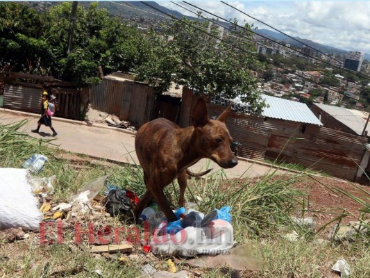 FOTOS: 10 datos sobre los animales callejeros en la capital de Honduras