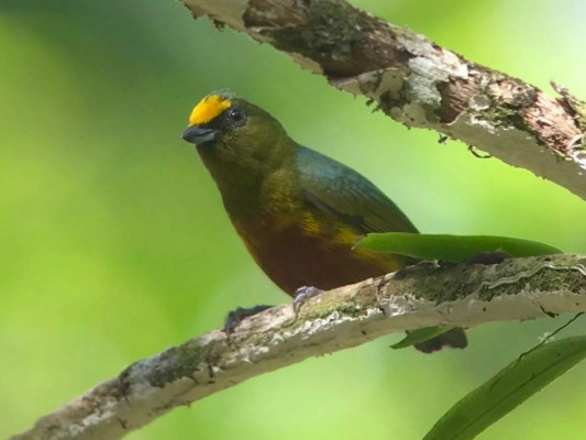 Así lucen algunas de las hermosas aves del Lago de Yojoa en Honduras