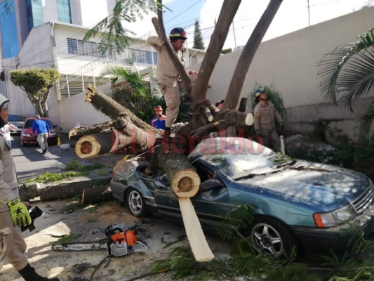 FOTOS: Árbol aplastó vehículo en la colonia Tepeyac de la capital