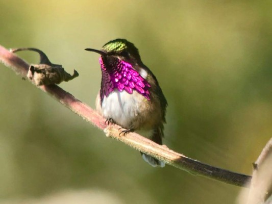 Así lucen algunas de las hermosas aves del Lago de Yojoa en Honduras