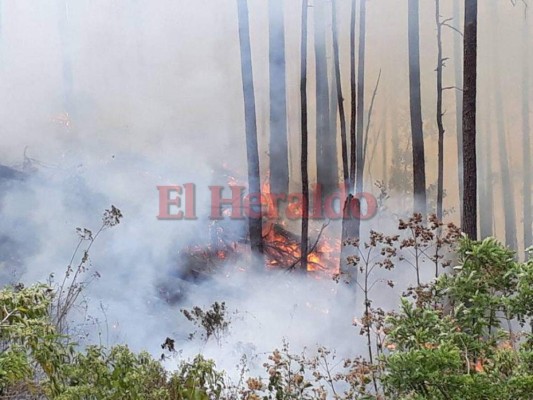 Imágenes del letal incendio que consumió el bosque en El Hatillo