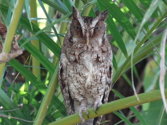 FOTOS: Exóticas y coloridas, así son las aves que se observan en Comayagua