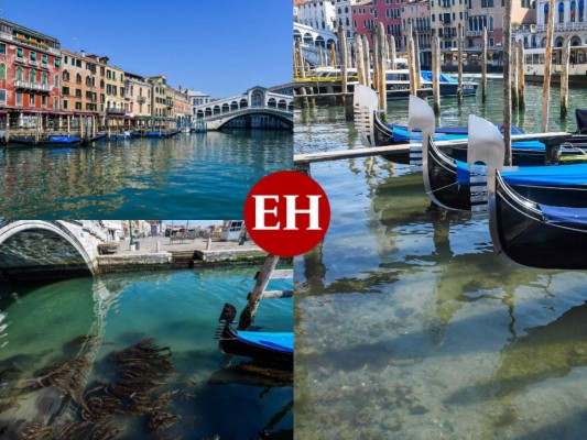 Aguas cristalinas y libres de contaminación, así lucen canales de Venecia por cuarentena