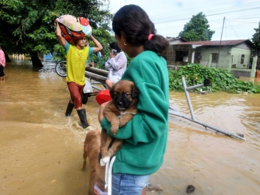 Rescate de animales: ¡Ellos también fueron salvados de la furia de Eta!