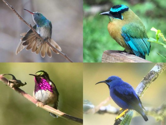 Así lucen algunas de las hermosas aves del Lago de Yojoa en Honduras