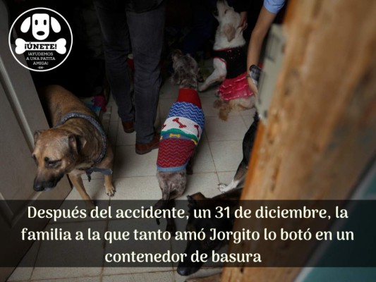 Amoroso y juguetón, así es Jorgito, el perro que busca un hogar (FOTOS)