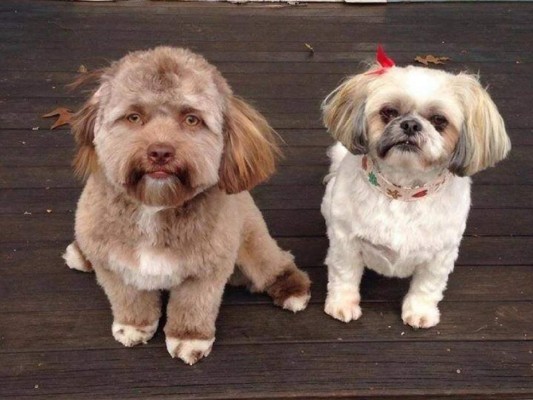 Así es el perro con cara de humano que causa furor en las redes sociales