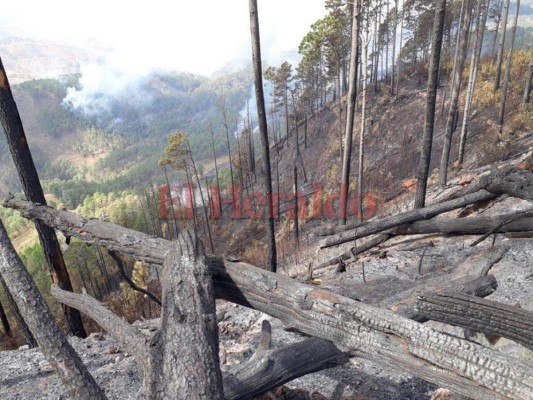 Imágenes del letal incendio que consumió el bosque en El Hatillo