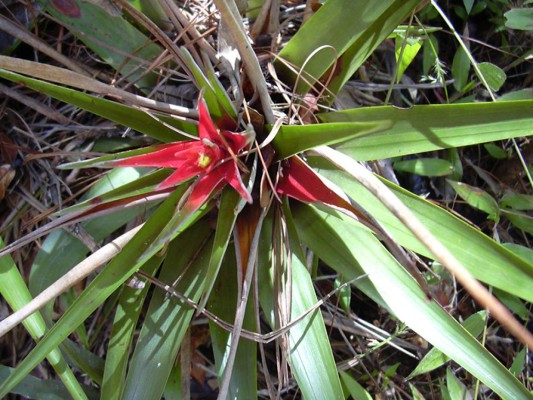 Biósfera de San Marcos de Colón y su cautivadora belleza natural que adorna Honduras