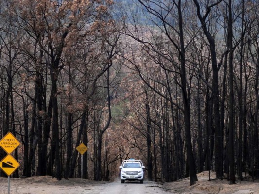 FOTOS: Salvan los 'árboles dinosaurios' del fuego en Australia