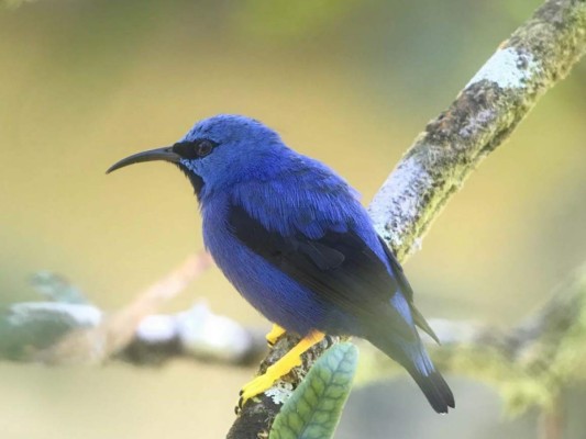 Así lucen algunas de las hermosas aves del Lago de Yojoa en Honduras