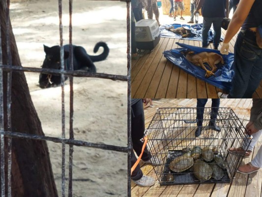 Así fue el decomiso de animales en Little French Key, Roatán