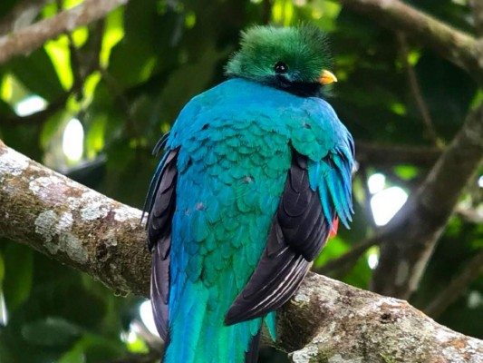 Así lucen algunas de las hermosas aves del Lago de Yojoa en Honduras