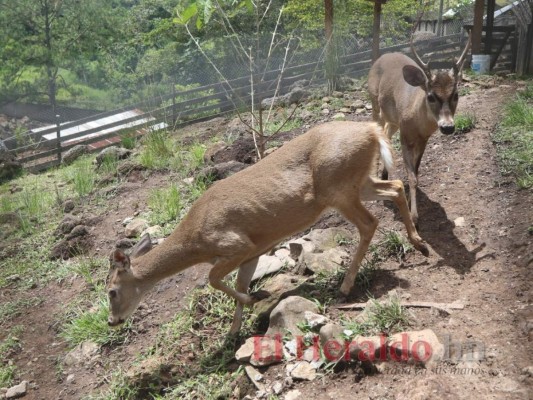 Golpeados, llagados y desplumados: Los animales sufren el descuido del zoológico Joya Grande