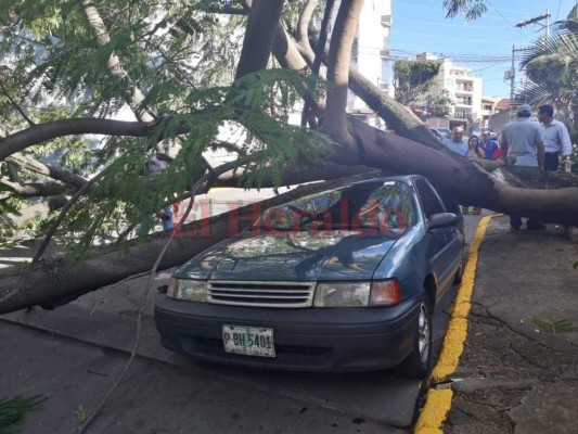 FOTOS: Árbol aplastó vehículo en la colonia Tepeyac de la capital