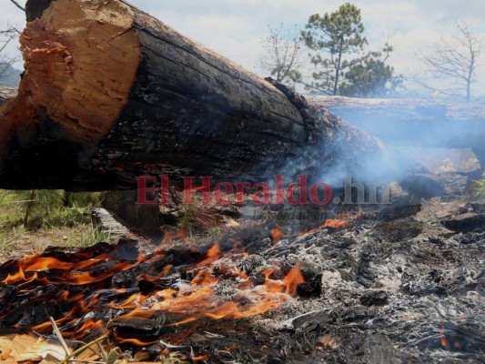 Incendio en La Tigra devora más de 10 hectáreas de bosque