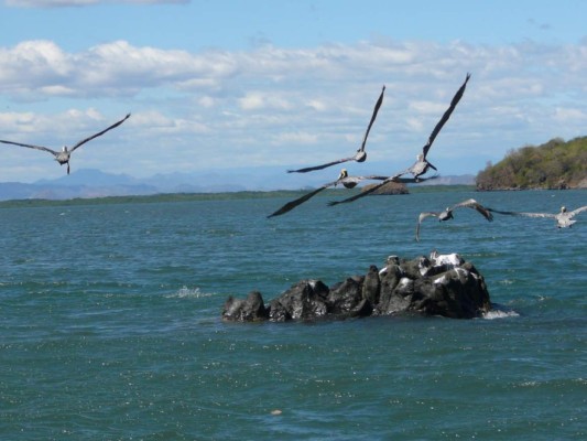 Aves adornan el mar pacífico