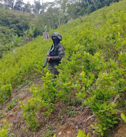 Con plantas que producen más hojas, narcos buscan hacer de Honduras epicentro del cultivo de coca