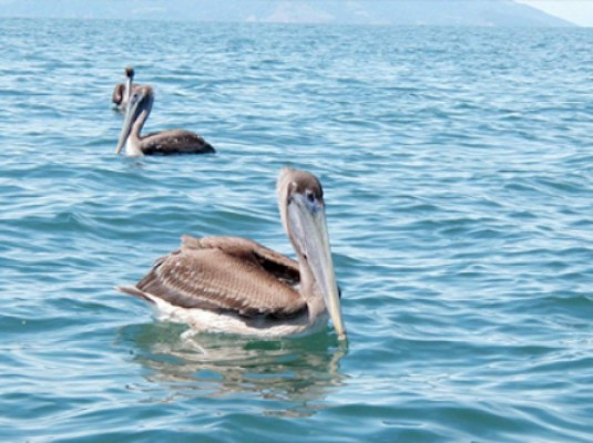 Aves adornan el mar pacífico