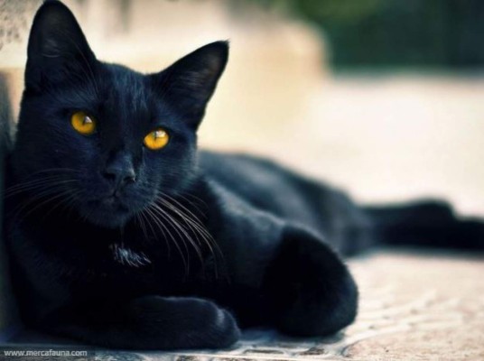 El top 10 de los gatos más bellos del mundo   