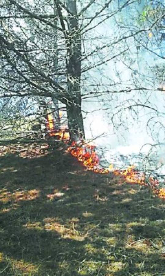 Dos incendios forestales consumen zona boscosa de Uyuca y La Trinidad