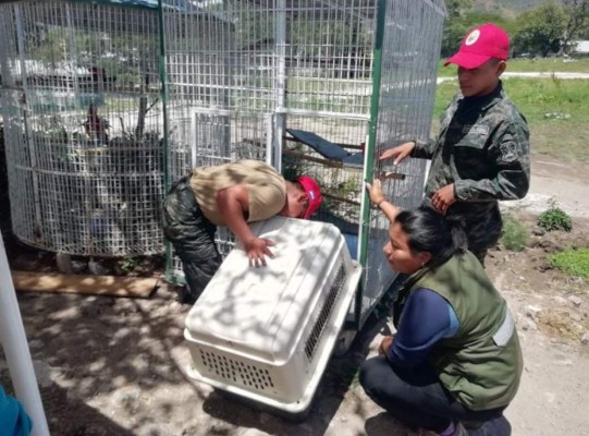 FOTOS: Monos, loros y guaras, los exóticos animales del 'Cholo Houston'