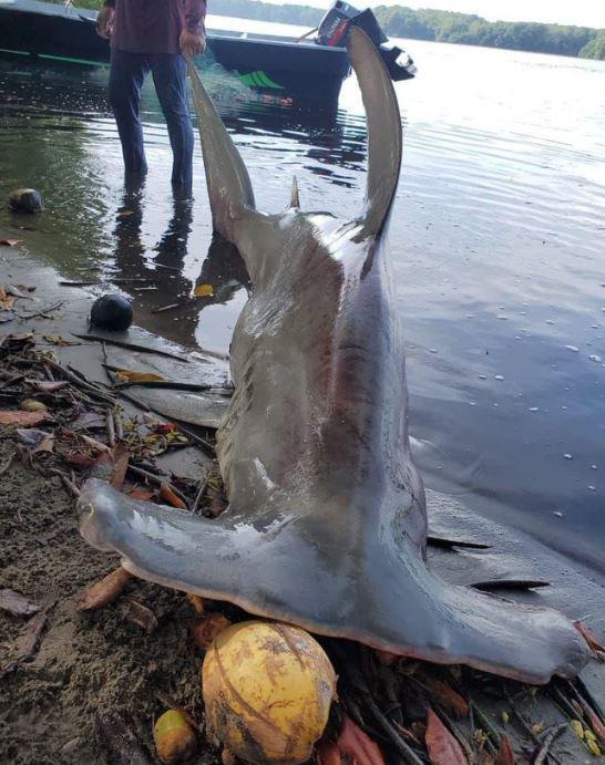 Avistamientos y ataques de tiburón en Honduras, declarado como santuario en 2011