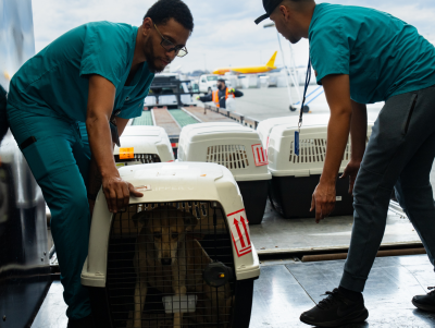 Recientemente, 69 perros de Cisjordania llegaron al ARK del Aeropuerto Internacional Kennedy.