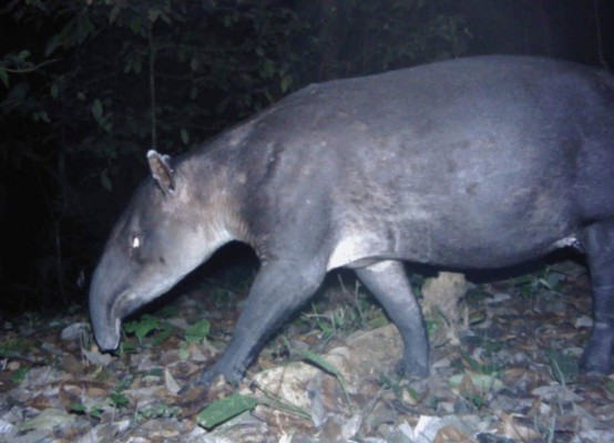 FOTOS: Los exóticos animales que se creían extintos y fueron encontrados en Honduras