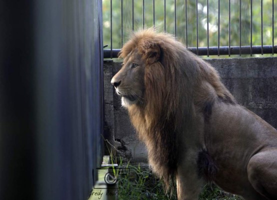 Una tarde con los animales del zoológico Rosy Walther