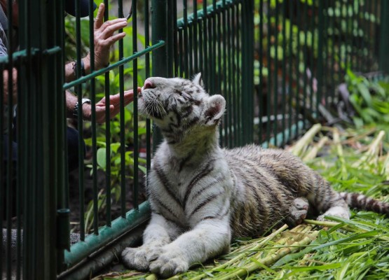 Tiernos y curiosos, los hermosos tigres blancos que están en peligro de extinción