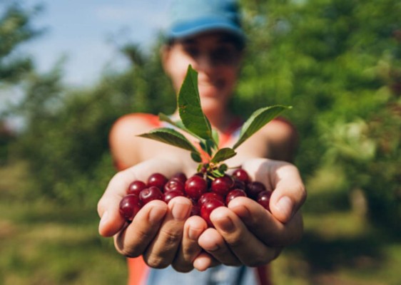 15 frutas que debes consumir para cuidar tu salud